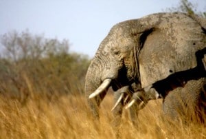 Headshot from side of elephant walking through African Savannah