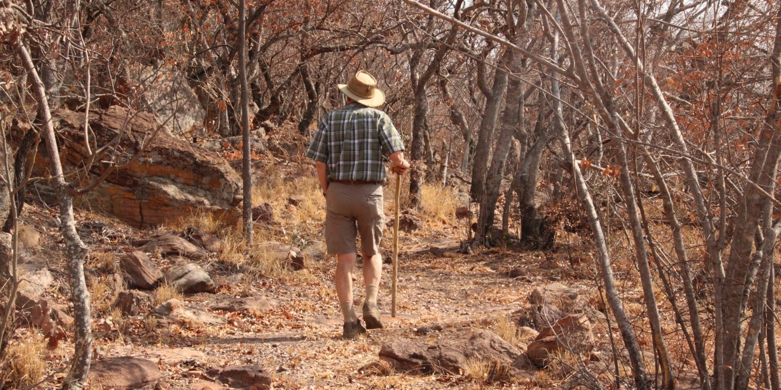 elderly man walking through the bushes with his walking stick 