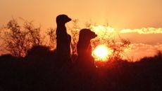 two meerkats on lookout at sunrise