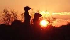 Cape Meekat Safari 1 two meerkats on lookout at sunrise