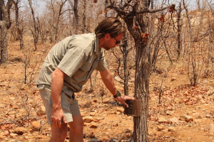 Conservation researcher fixing a camera trap on a tree