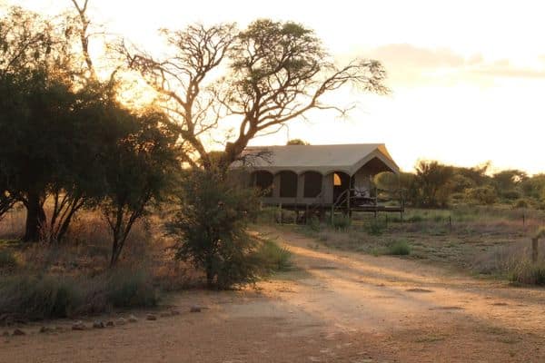 Picture of tent behind a tree at our Kalahari base camp with sunrising in background