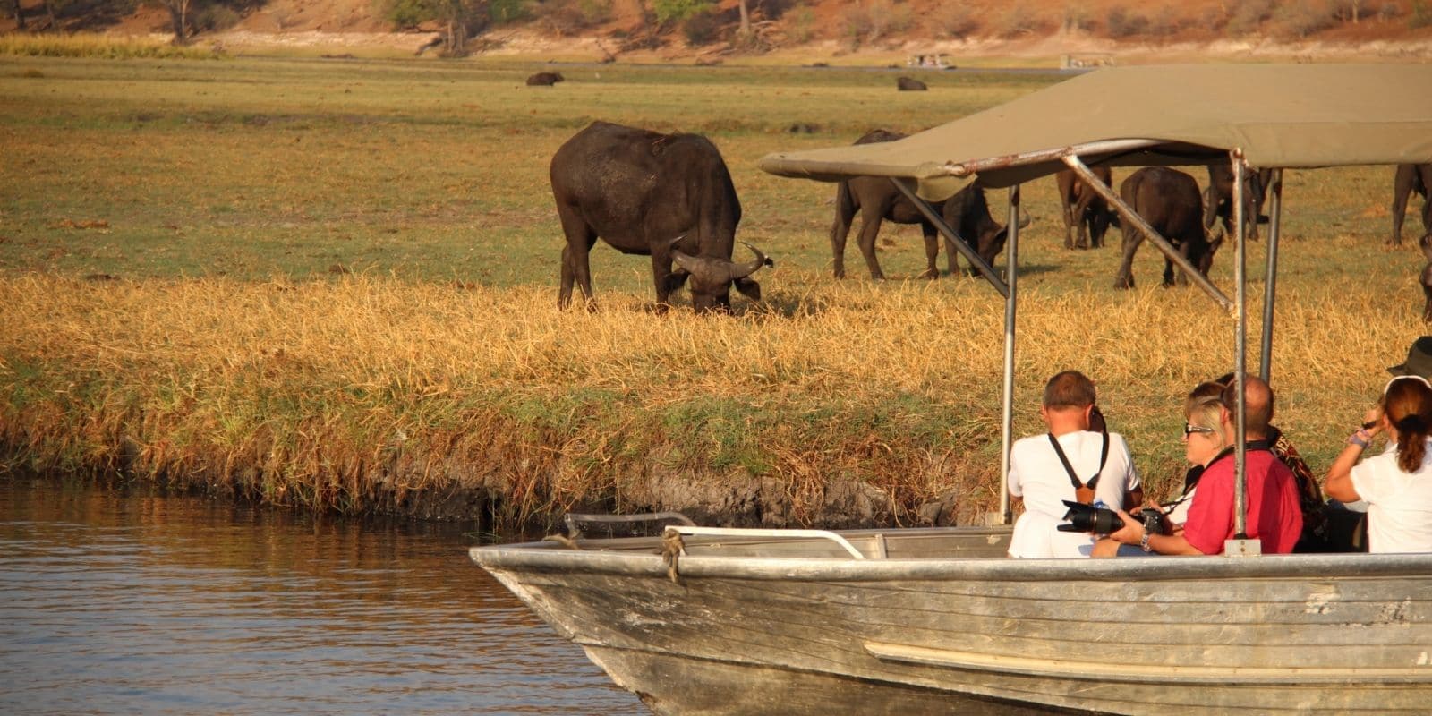 Safari by Boat on the Chobe River - Safari guests viewing and photographing buffalo on the river bank from their boat. Boat is in the foreground, buffalo on bank grazing in background.