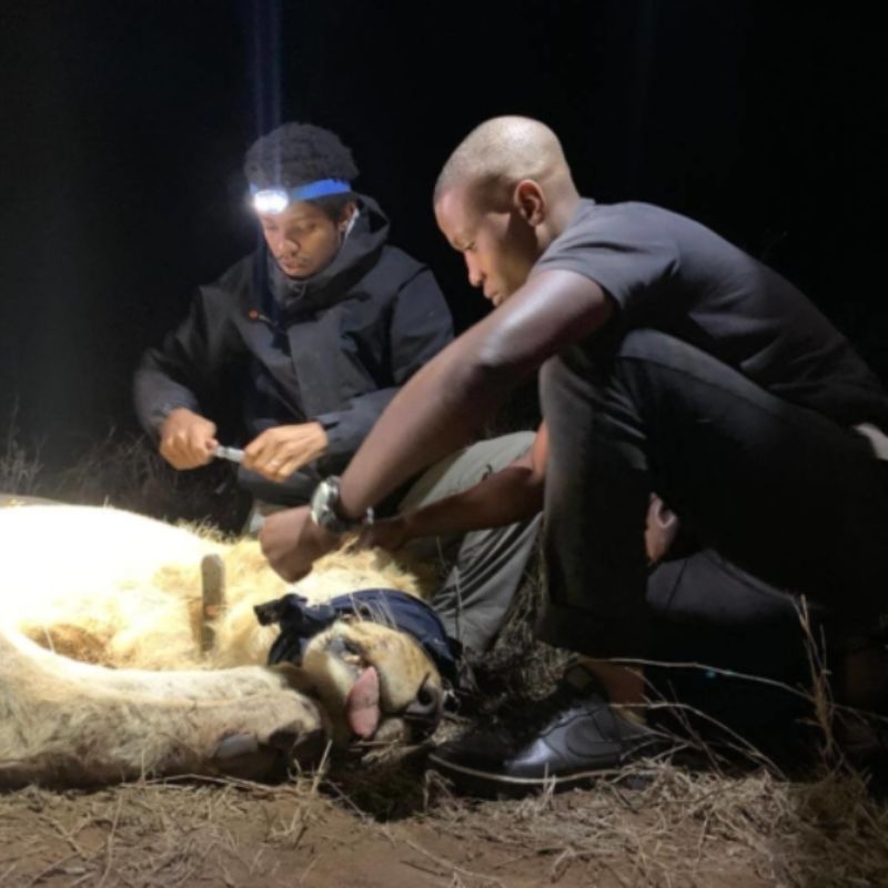 Two of the Saving the Survivors Team at Work on a lion procedure