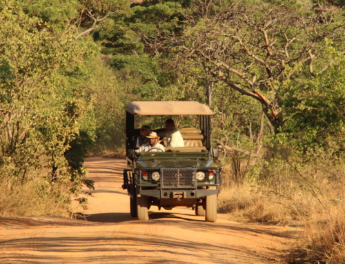 Planning a Safari? Five MUST ASK Questions!