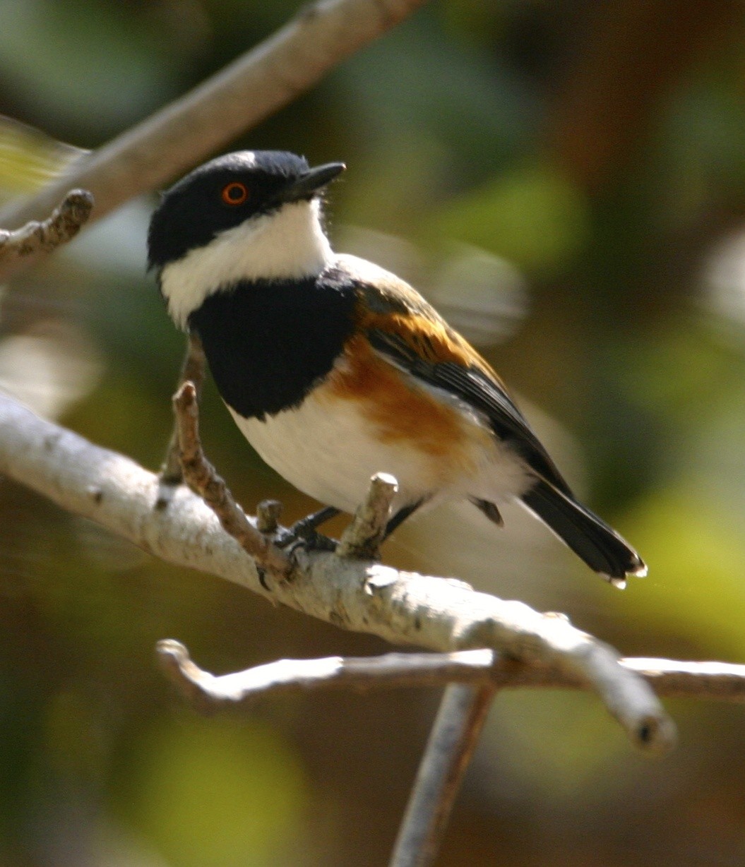 African Stone Chat