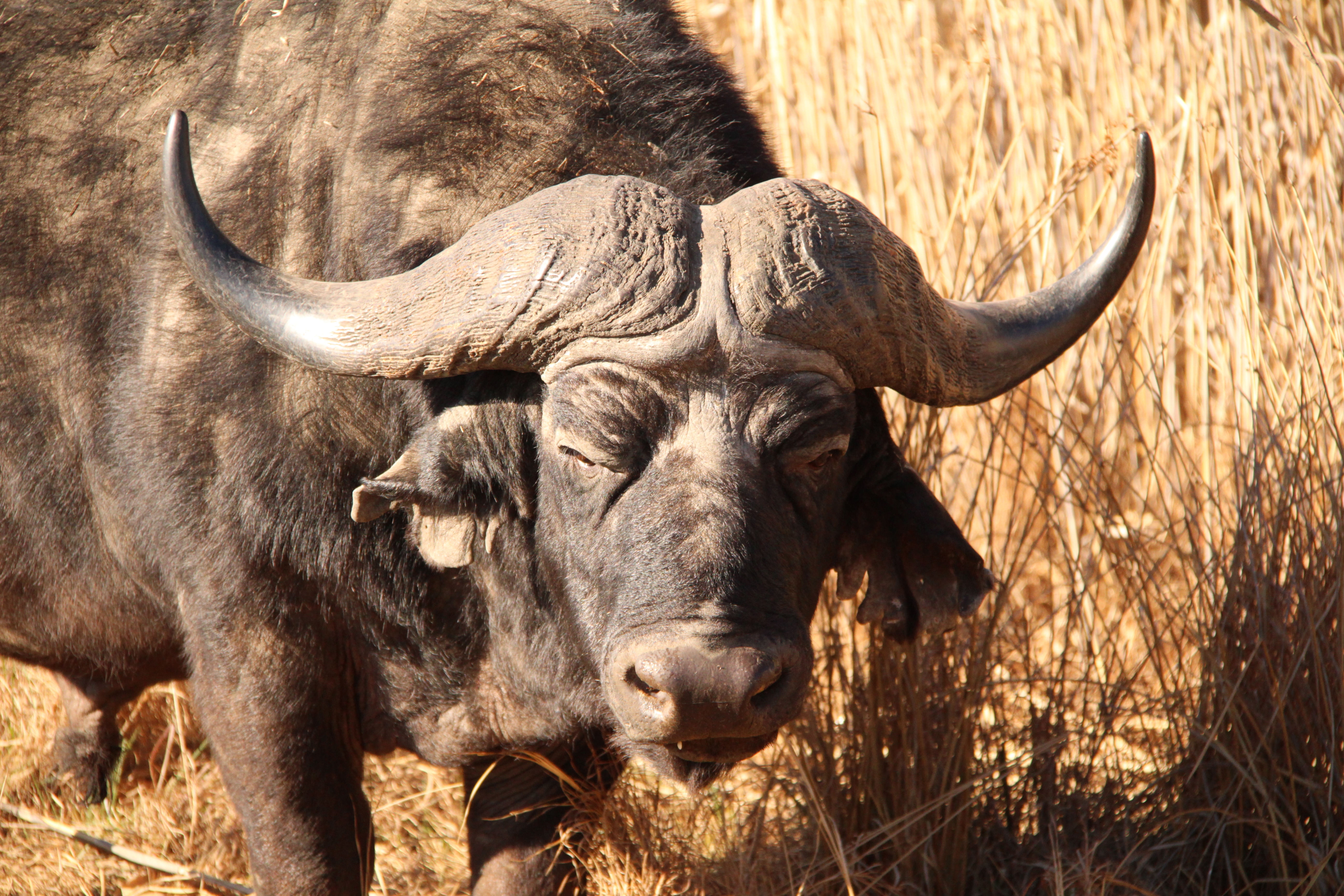 Close up of an African buffalo