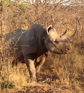 Black Rhino illuminated by last light of the day