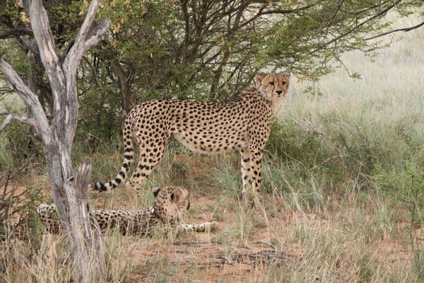 Picture of two Kalahari Cheetahs in the Kalahari under a tree one standing one lying down