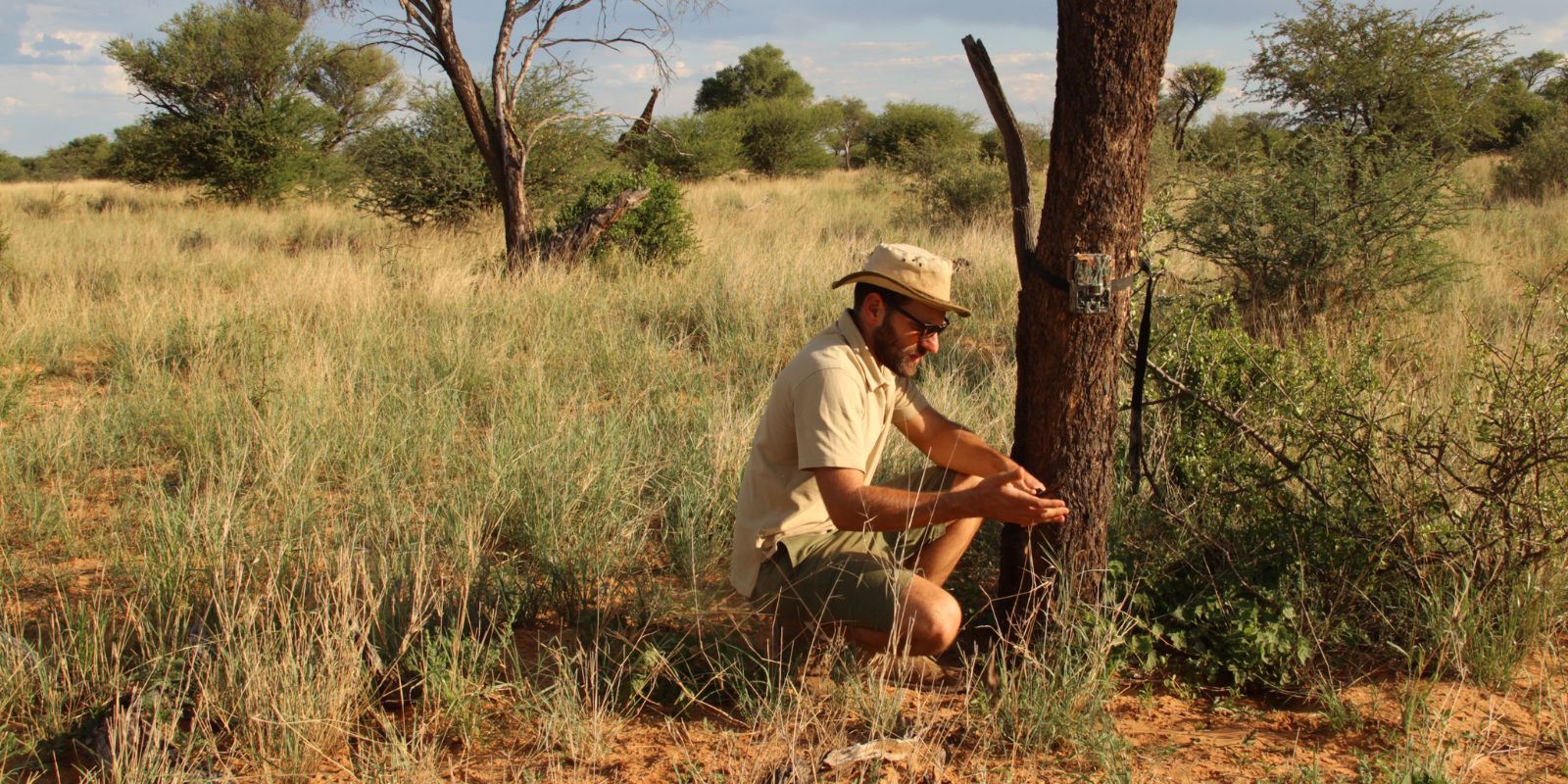 Man kneeling by tree setting a camera trap with giraffe and woodland savannah in background