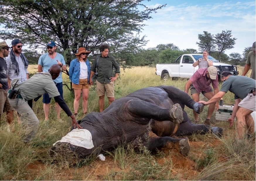 Guests assisting with a rhino procedure