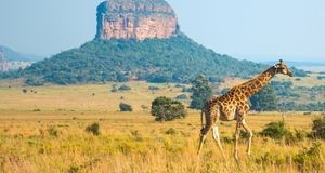 Giraffe walking through the savannah at Entabeni Mountain