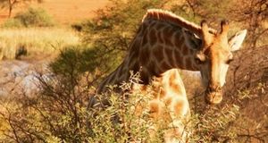 A close up of the head of a giraffe looking directly into the camera