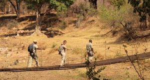 On our Limpopo Explorer Safari - two guides and one guest crossing the bridge to our Limpopo island camp