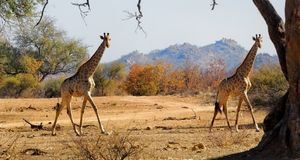 Two giraffes walking in the Limpopo River Valley both looking towards the camera