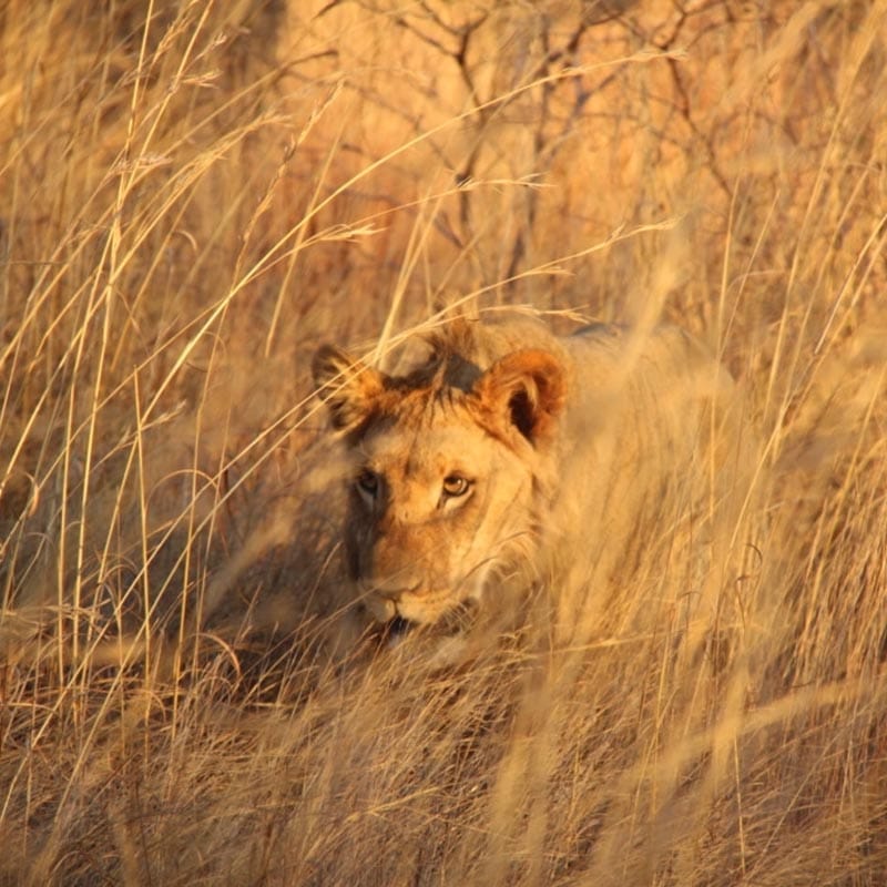 Young Male Lion Hunting