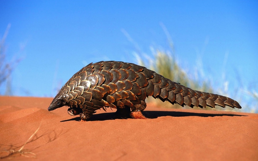 The plight of the pangolins! - Alexandra's Africa