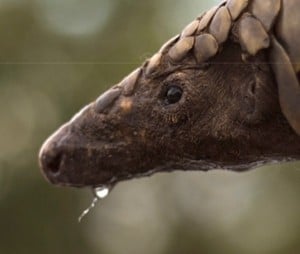 Face of a Pangolin