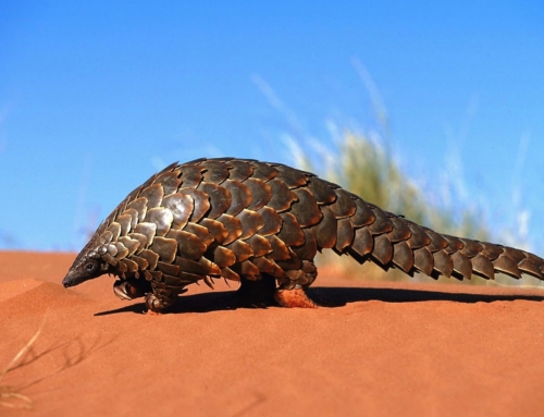 The plight of the pangolins!