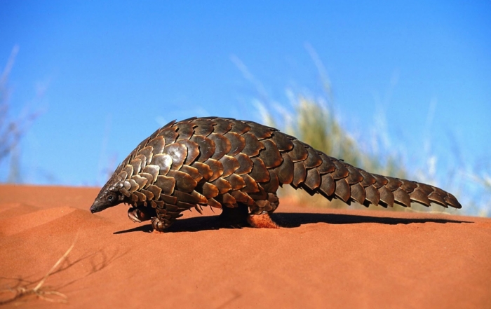 Pangolin