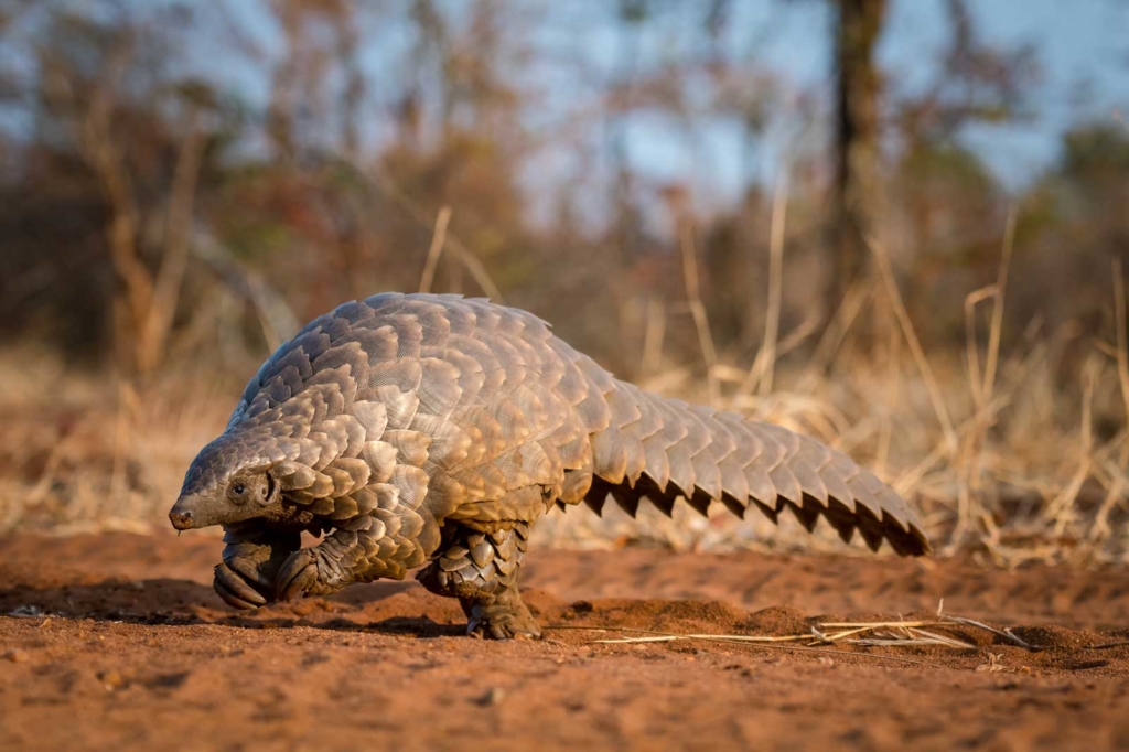 Pangolin on the move