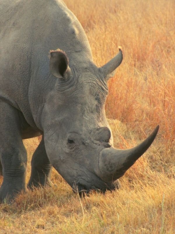 Close up headshot of White Rhinoceros grazing