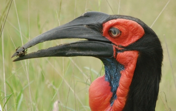 Southern Ground-Hornbill Headshot