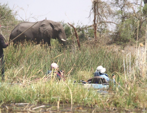 10 Best Reasons to book an African Safari Holiday!