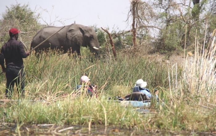 Two guests enjoying a Mokoro ride in the Okavango Swamps - Elephant feeding in the background