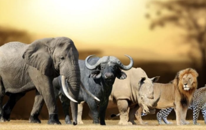 Picture of the Big 5 mammals of Africa
