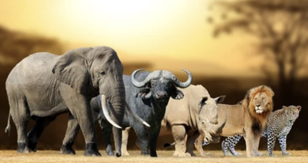 Photo of the 5 large mammals of Africa