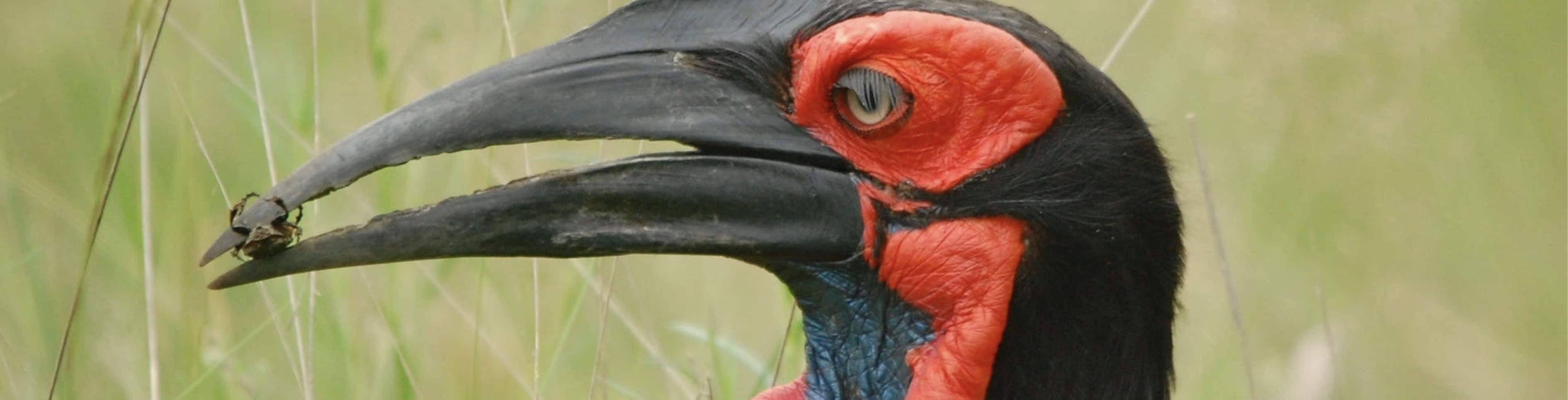 Ground Hornbill with Beetle in Mouth - Headshot