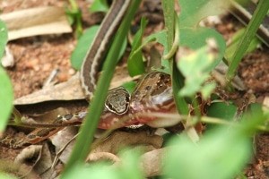 Yellow Bellied Sand Snake looking at camera from in-between the grass