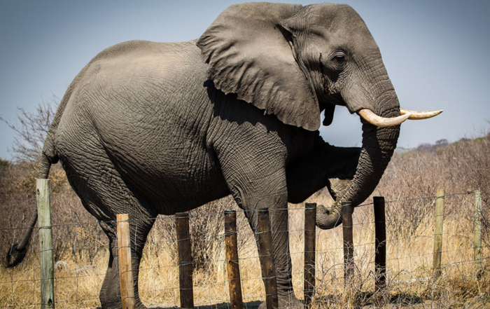 Elephant Human Conflict - Elephant climbing over fence