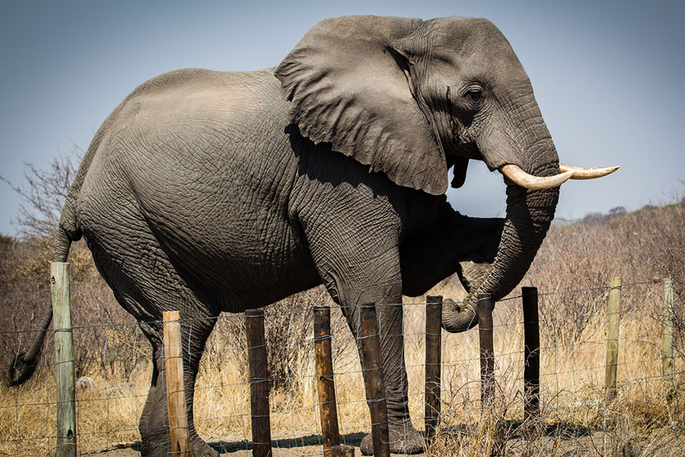 Elephant Human Conflict - Elephant climbing over fence