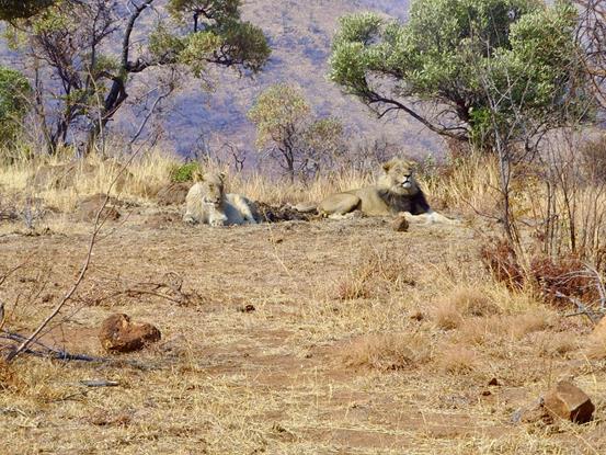 best time on go on South African Safari