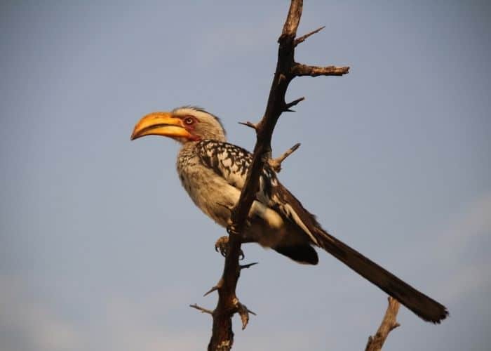 Image is looking up at a yellow billed hornbill perched on branch with blue sky background